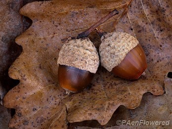 Acorns